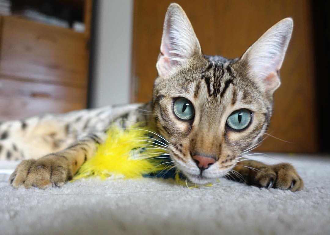 波兰队在国际乒联混合团体世界杯中的攻防策略分析,波兰乒乓球水平