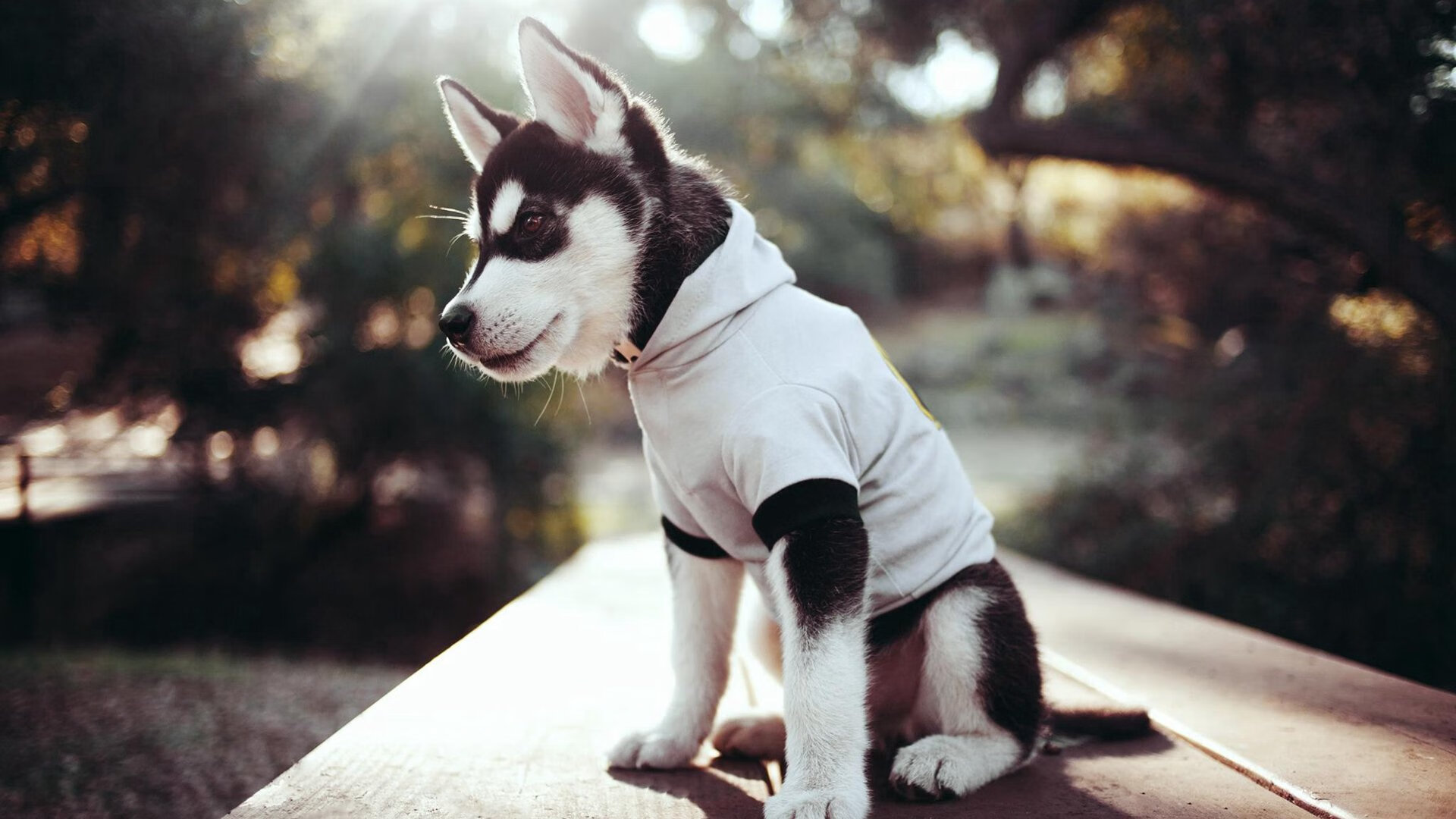 国际乒联混合团体世界杯赛制的关键解析：德国队如何适应变化，乒乓球团体赛德国队